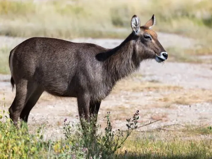 Waterbuck