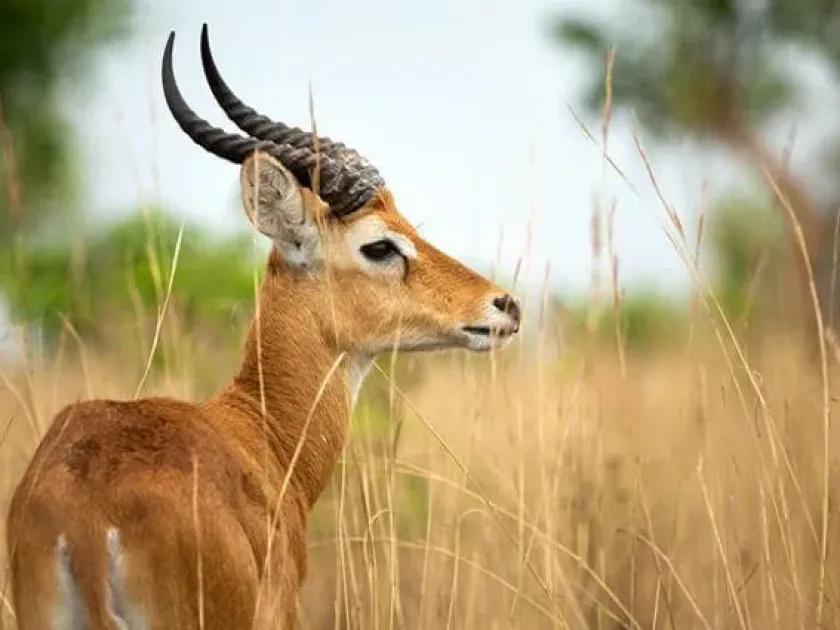 Kob