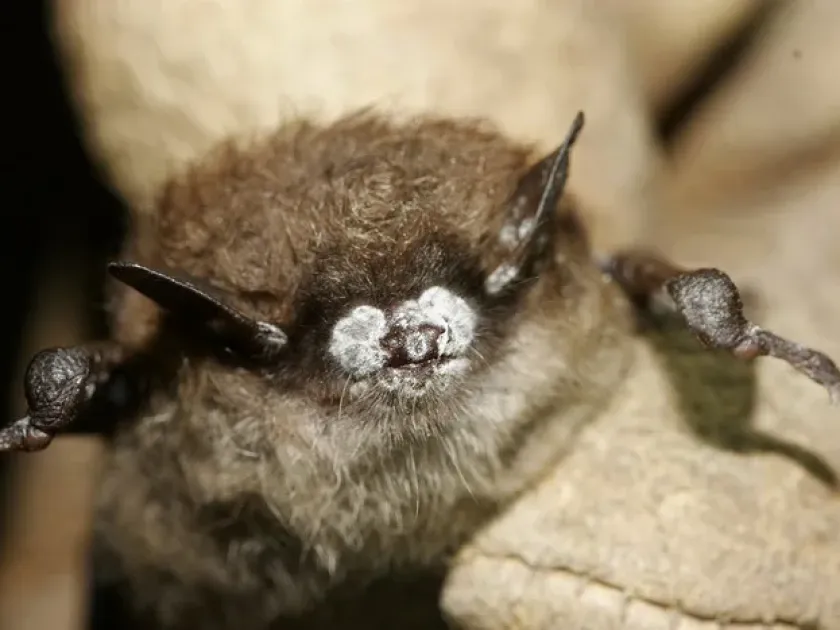 Little brown bat