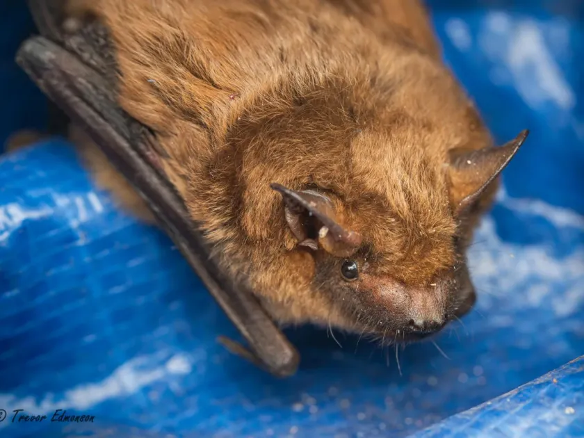 Big brown bat