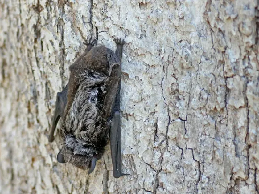 Silver-haired bat