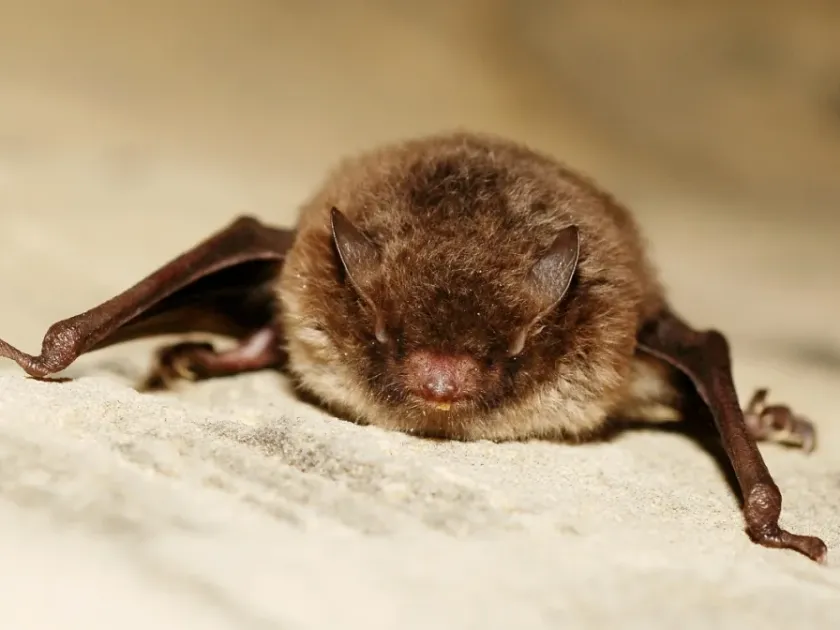 Daubenton's bat