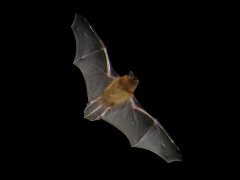Pipistrelle