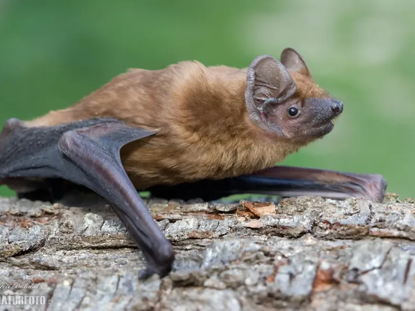 Noctule bat
