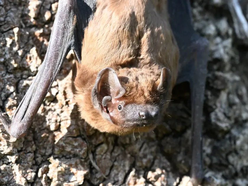 Common noctule