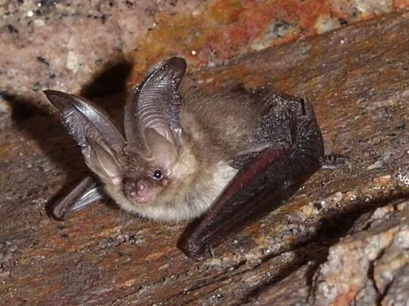 Long-eared bat