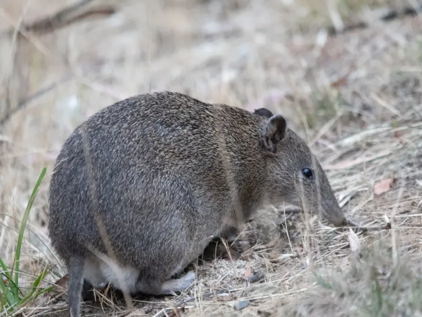 Southern brown bandicoot