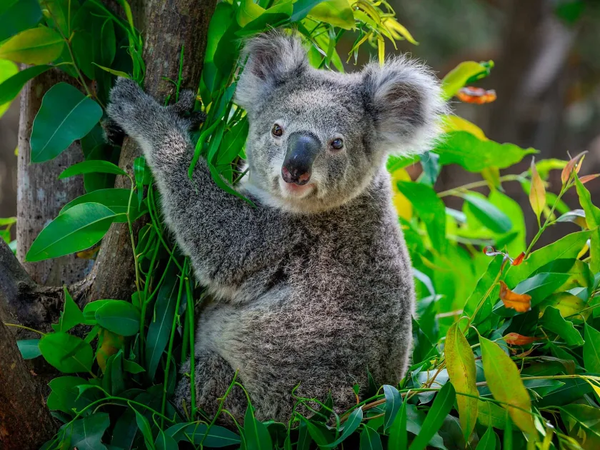 Коала