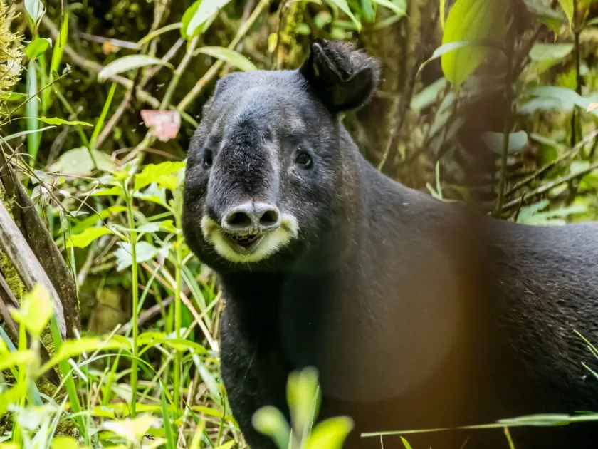 Tapir