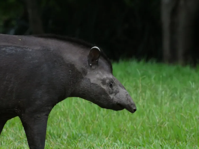 South American tapir
