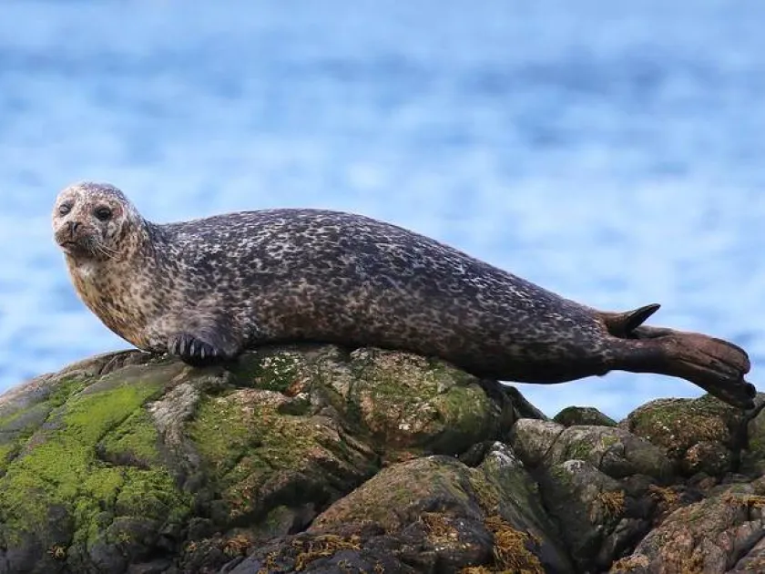Harbor seal