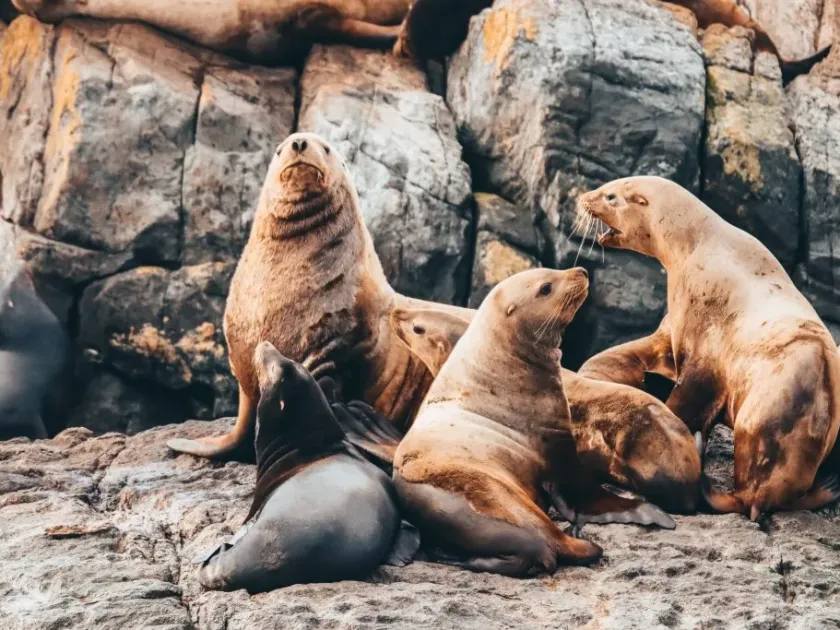 California sea lion
