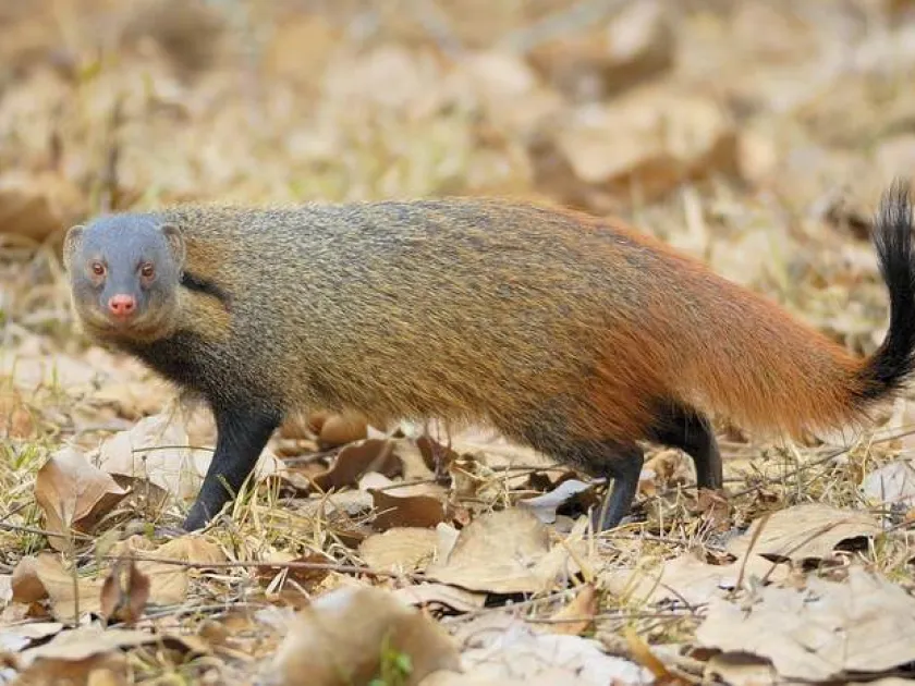 Mongoose