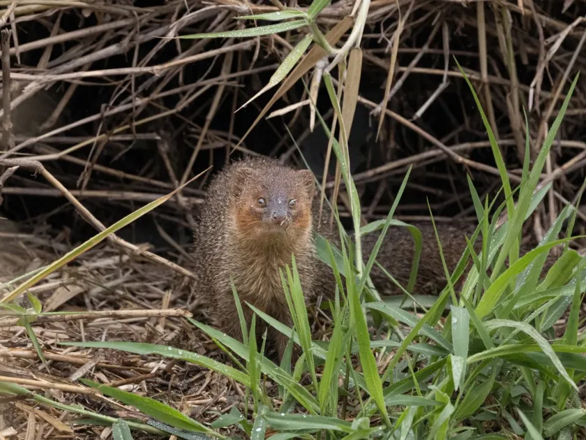 Javan mongoose