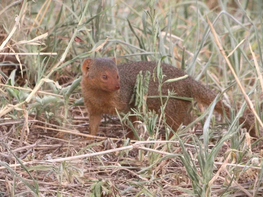 Dwarf mongoose