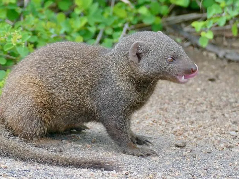 Southern dwarf mongoose