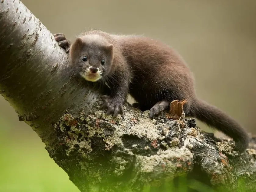 European mink