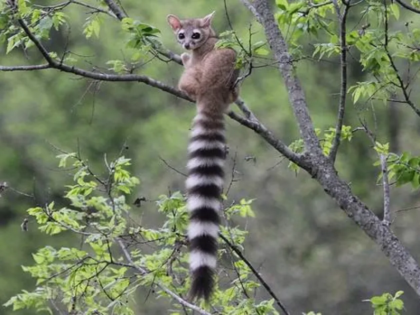 Ringtail