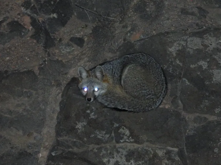 Gray fox