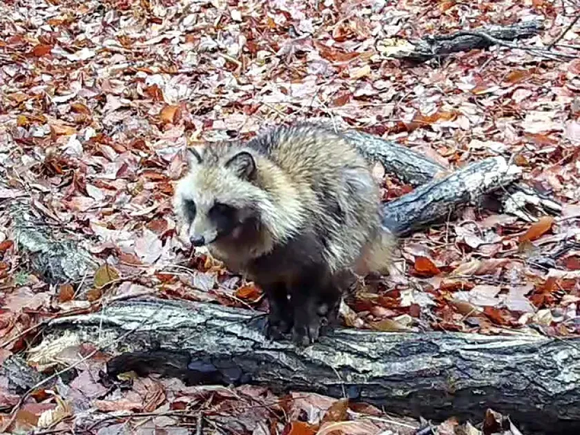 Raccoon dog