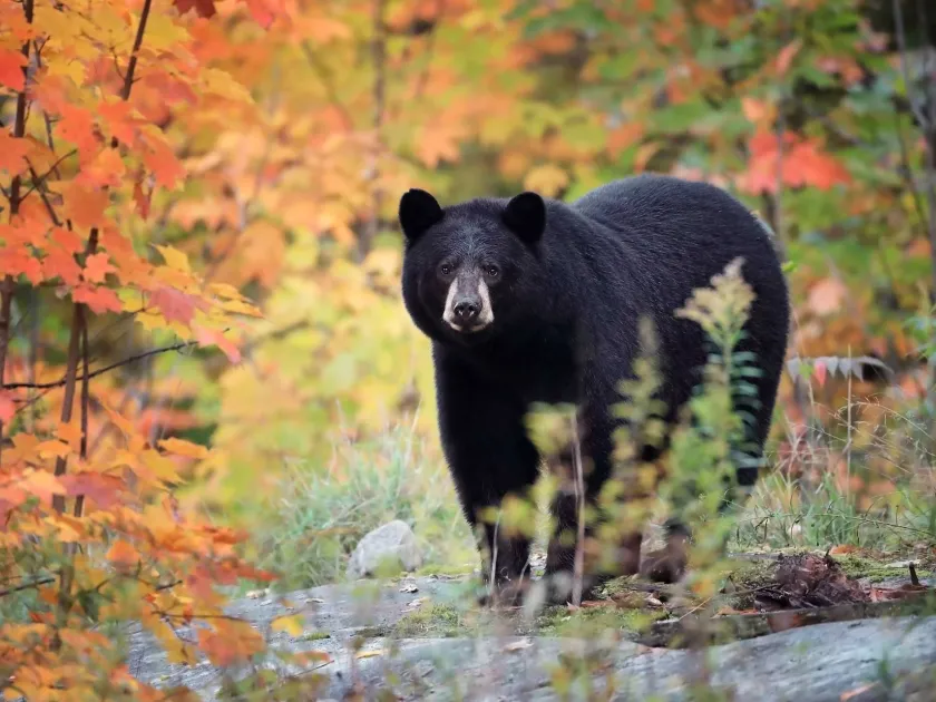 American black bear