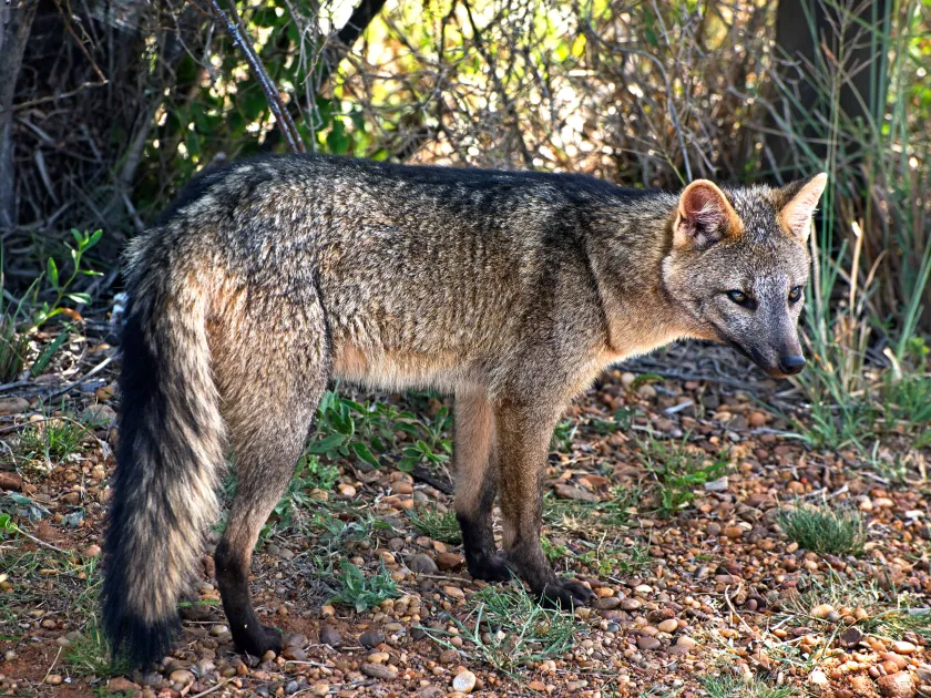 Crab-eating fox
