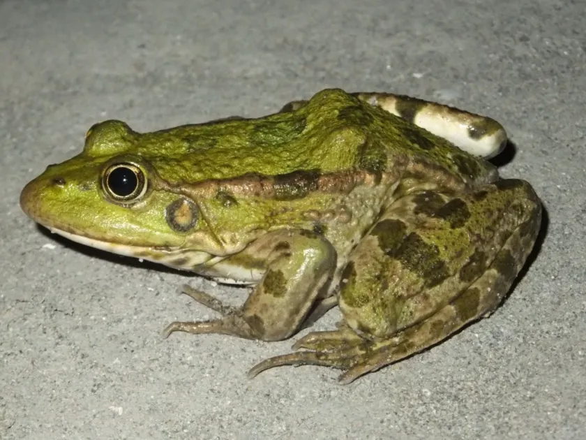 Green frogs