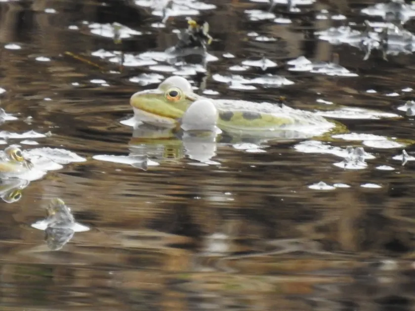 Marsh frog