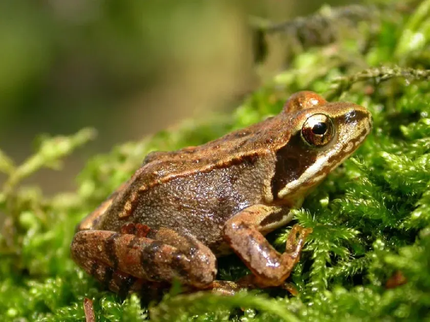 Moor frog