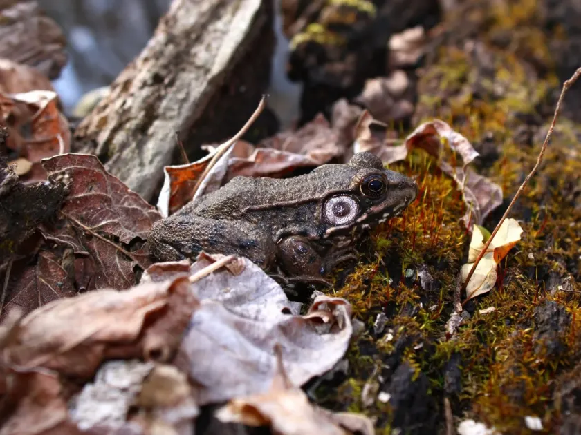 Green frog