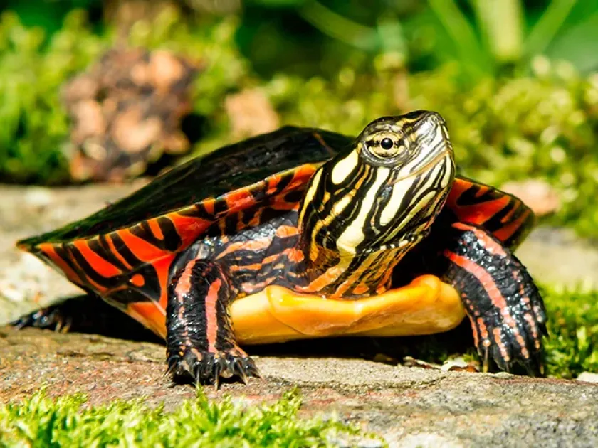 Painted turtle