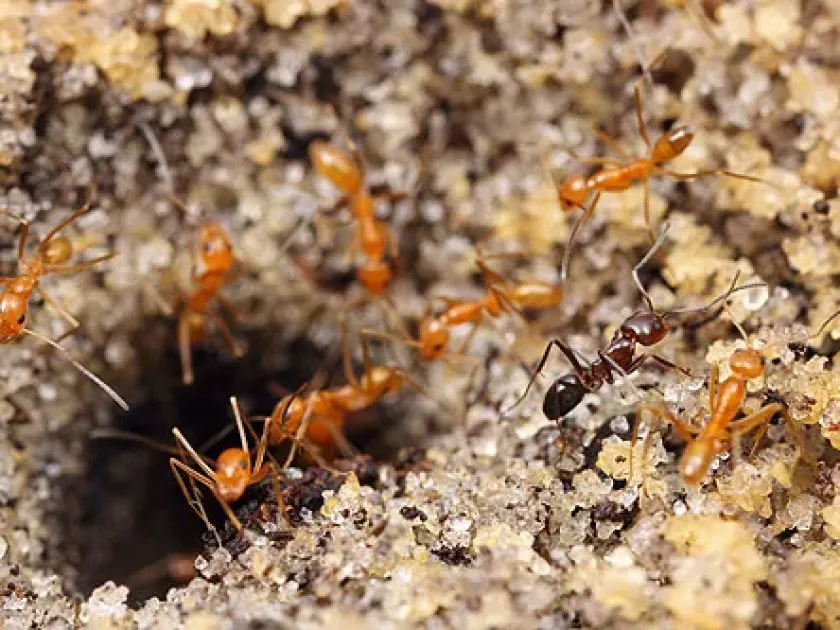 Dorymyrmex