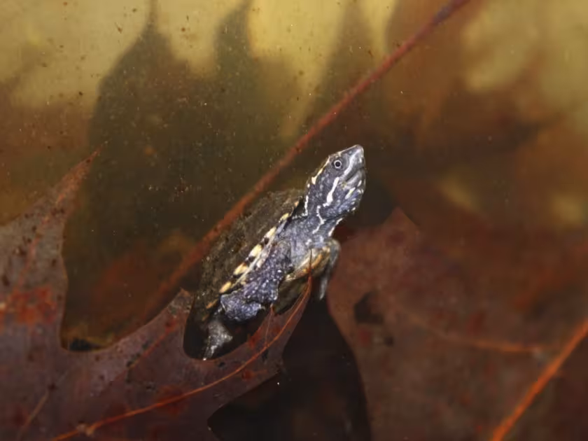 Musk turtle