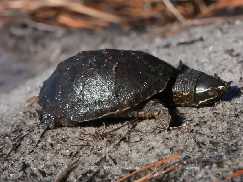 Common musk turtle