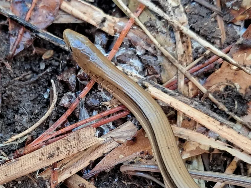 Slow worm