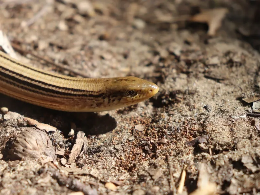 Slender Glass Lizard