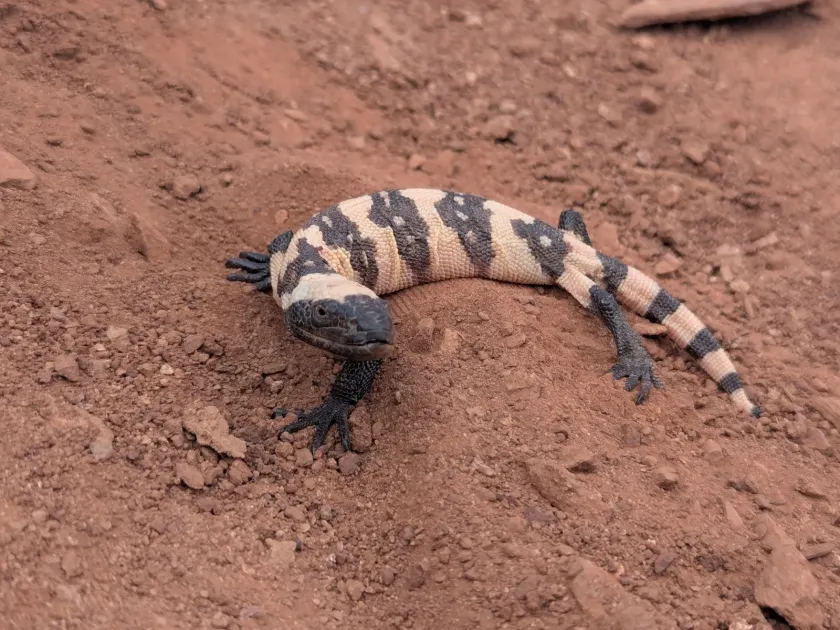 Gila monster