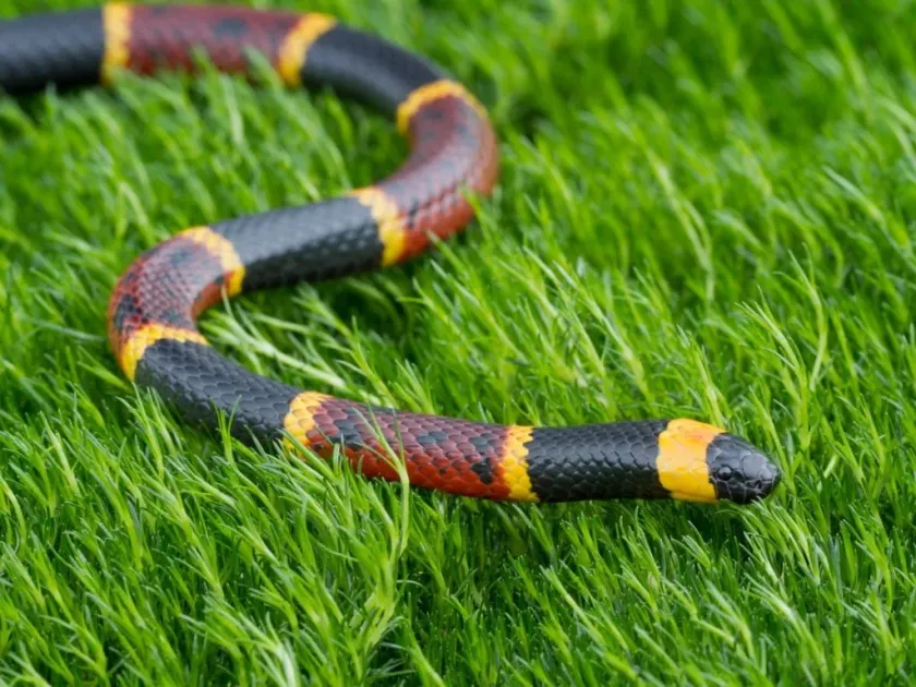 Coral snake