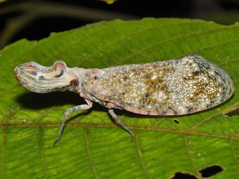 Alligator treehopper