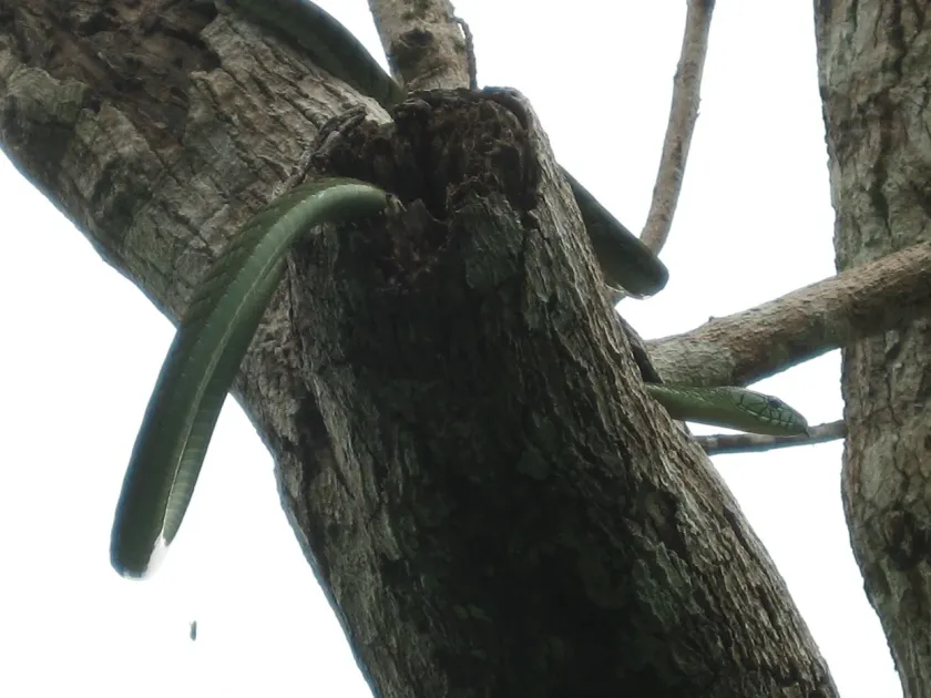 Western green mamba