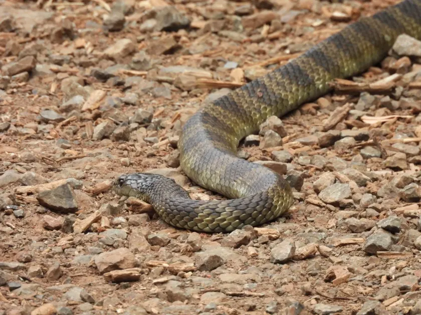 Tiger snake