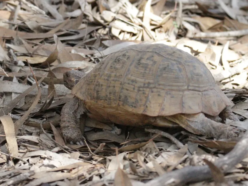 Spur-thighed tortoise