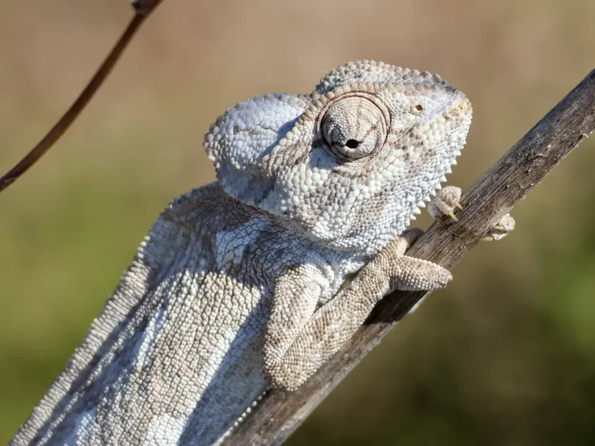 Common chameleon