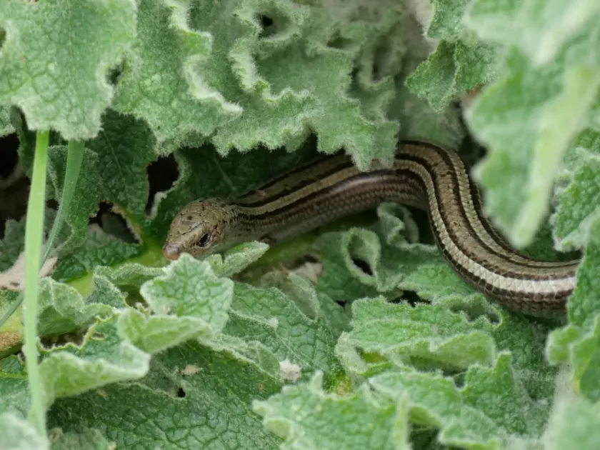Three-toed skink