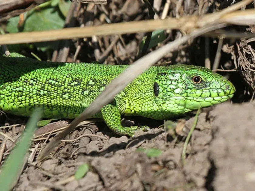 Sand lizard