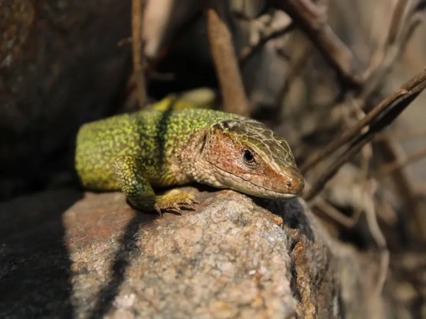 Sand lizard