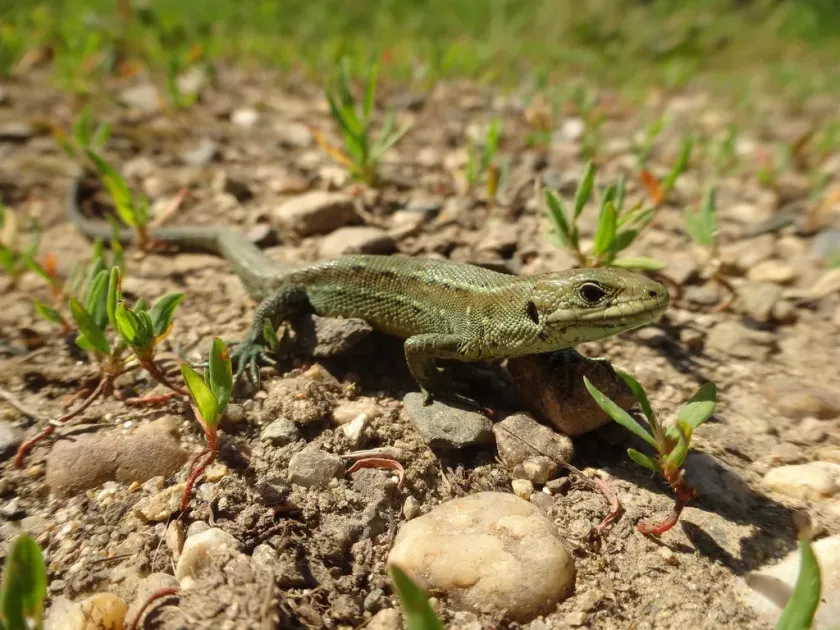 Viviparous lizard