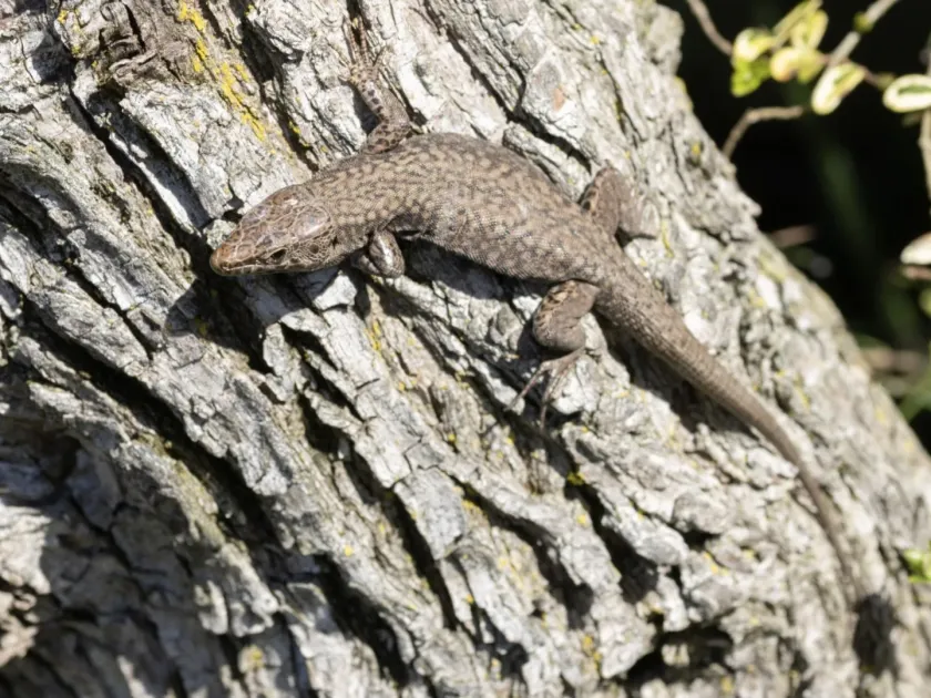 Common wall lizard