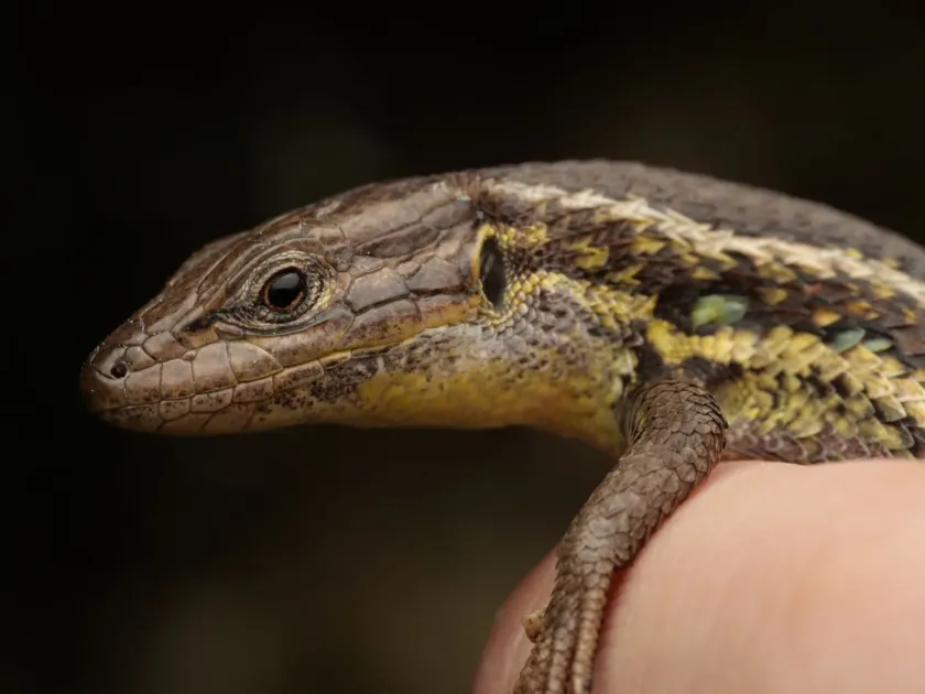 Psammodromus