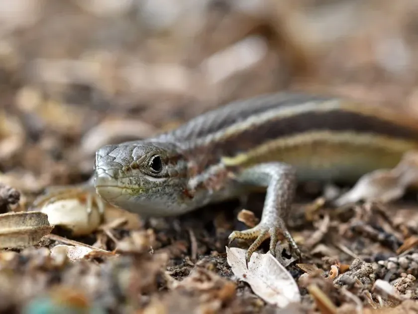 Psammodromus algirus